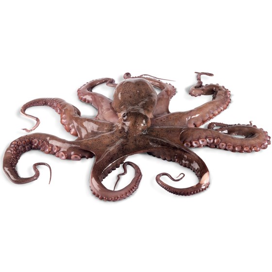 Octopus hel. 2-3 kgs.Spanien